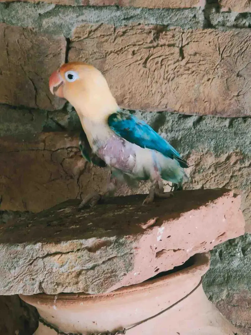 love birds — photo 3