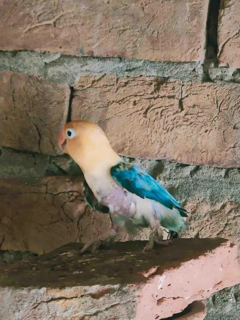love birds — photo 4