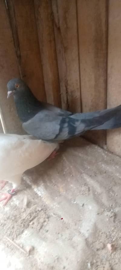 Low fly pigeon chtari waly