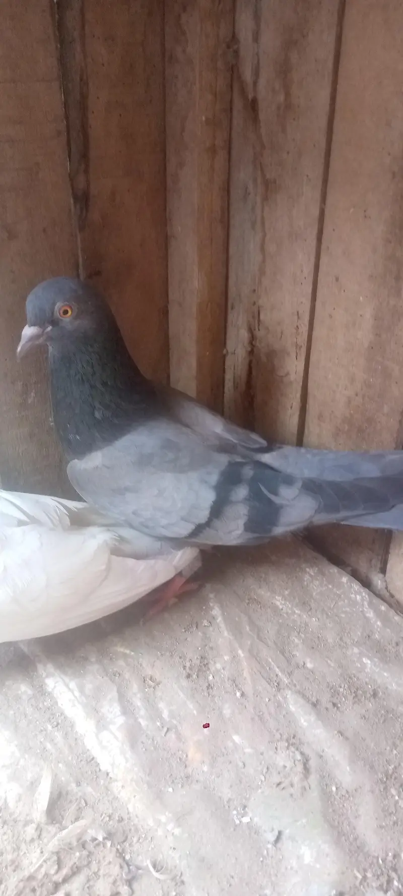 Low fly pigeon chtari waly — photo 2