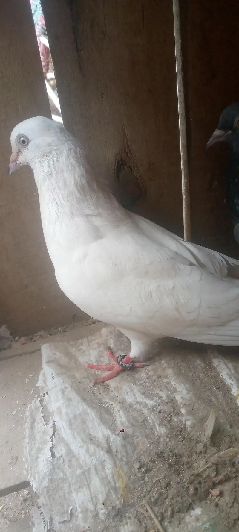 Low fly pigeon chtari waly — photo 3