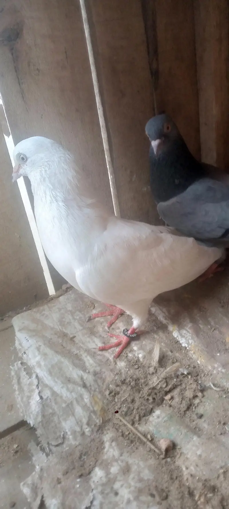 Low fly pigeon chtari waly — photo 4