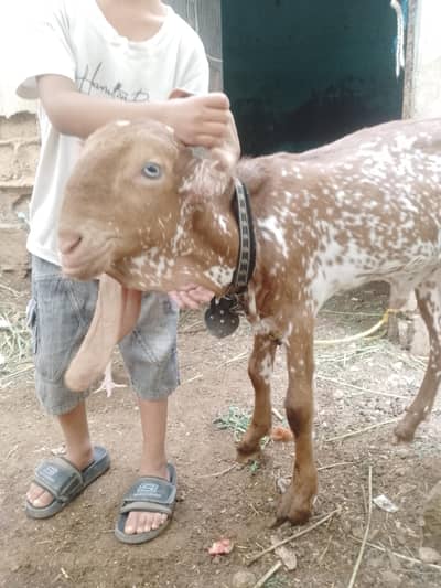 makka cheeni bakra