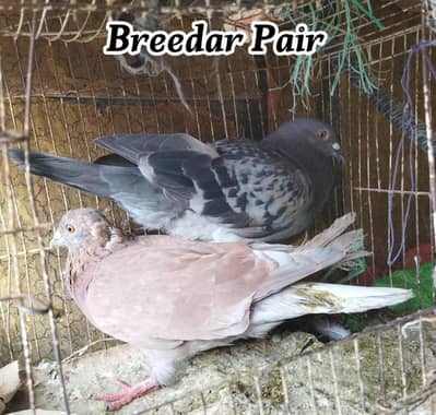 Surkhay Breedar 2Pair 1 singal Male Healthy & Active