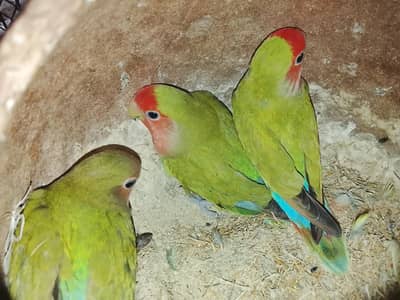 love birds breader pair with 1 chick