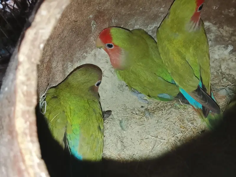 love birds breader pair with 1 chick — photo 2