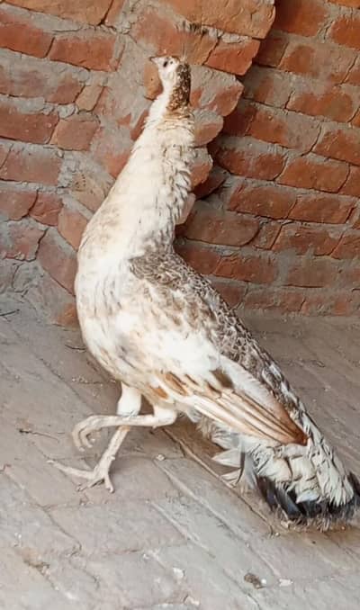 peacock