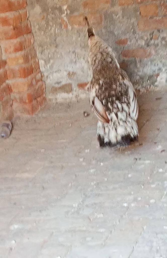 peacock 4