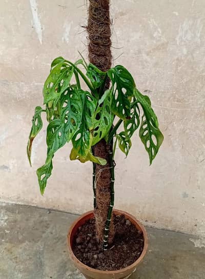 broken heart money plant