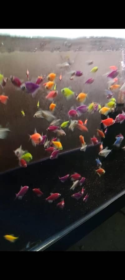 Angles, colour tetras, mascara barbs, shubunkin, goldfish