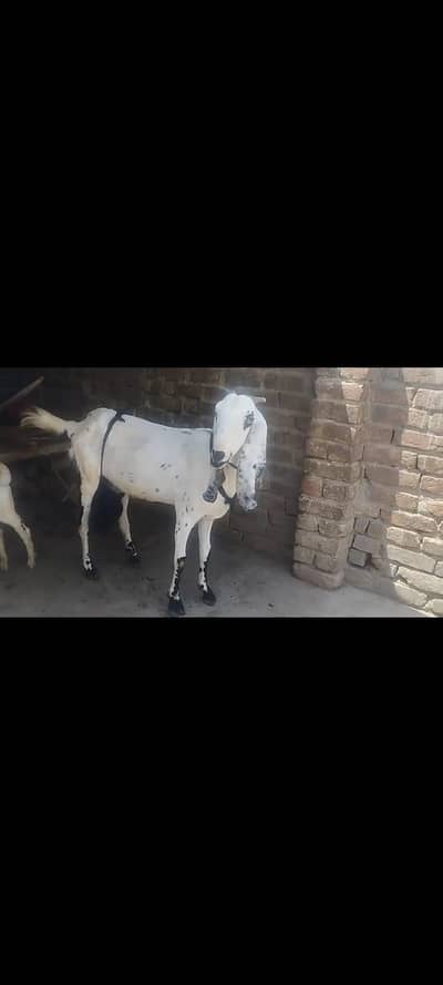 beetal gabban goat