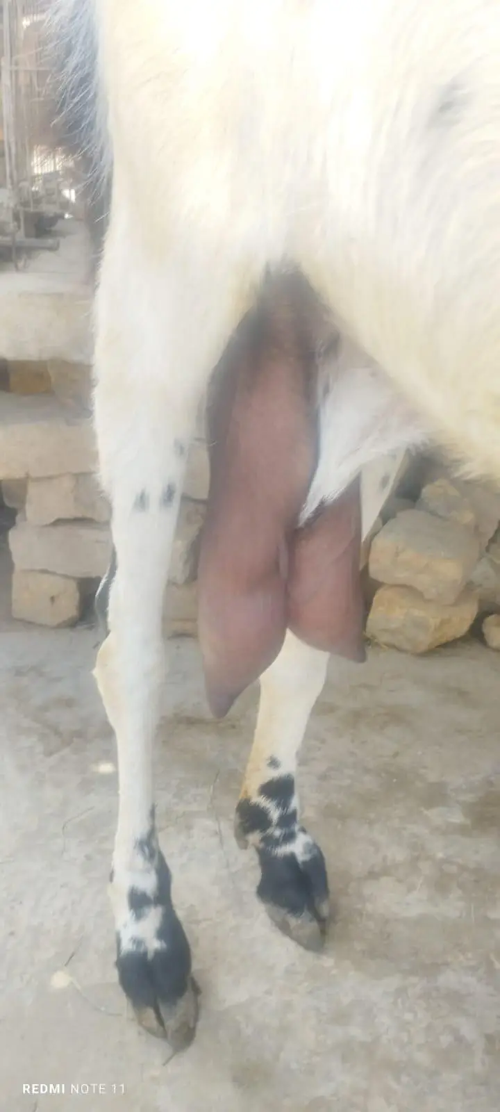 beetal gabban goat — photo 3