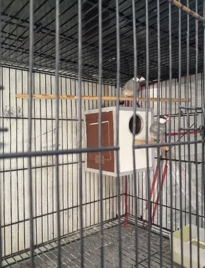 Java finches up for sale
