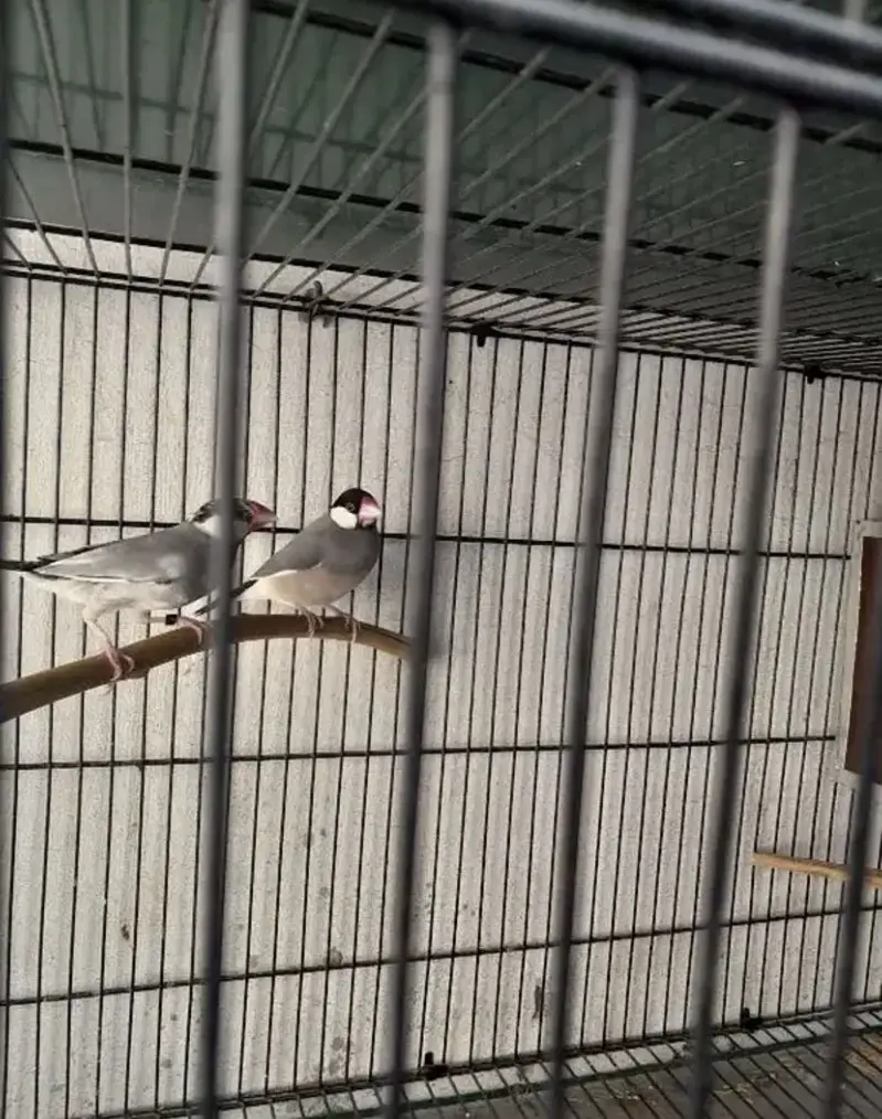 Java finches up for sale — photo 2