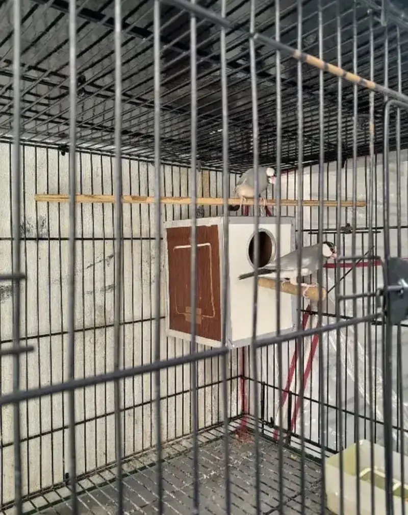 Java finches up for sale — photo 3