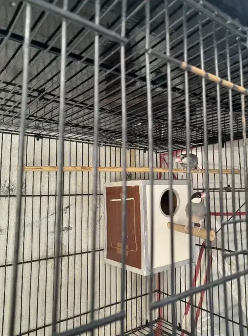 Java finches up for sale — photo 4