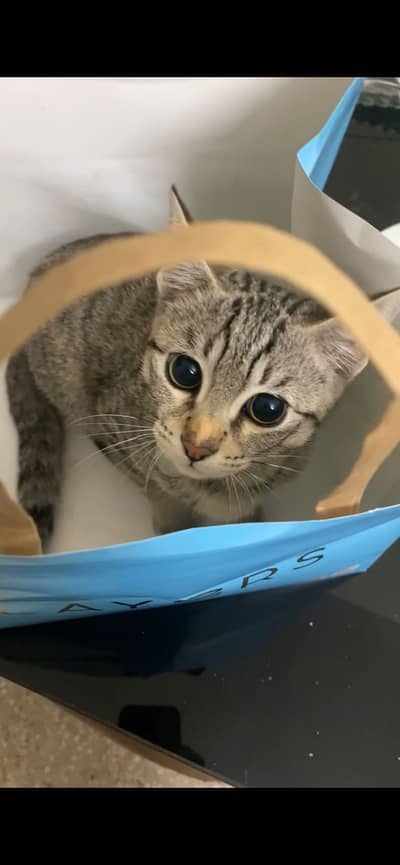 Mix breed domestic short hair male cat