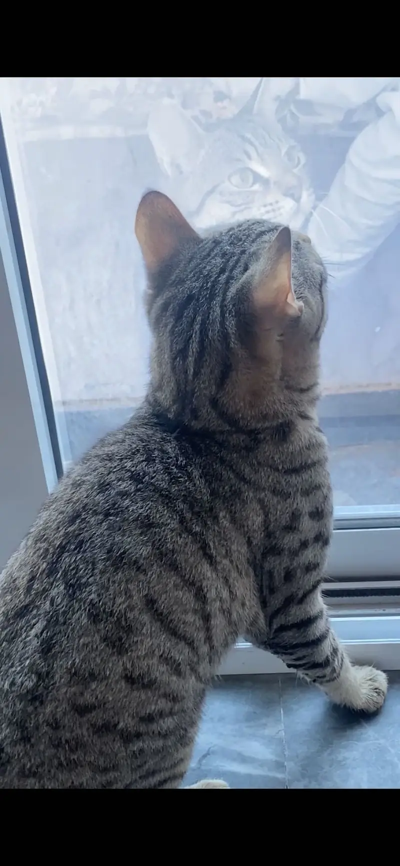 Mix breed domestic short hair male cat — photo 3