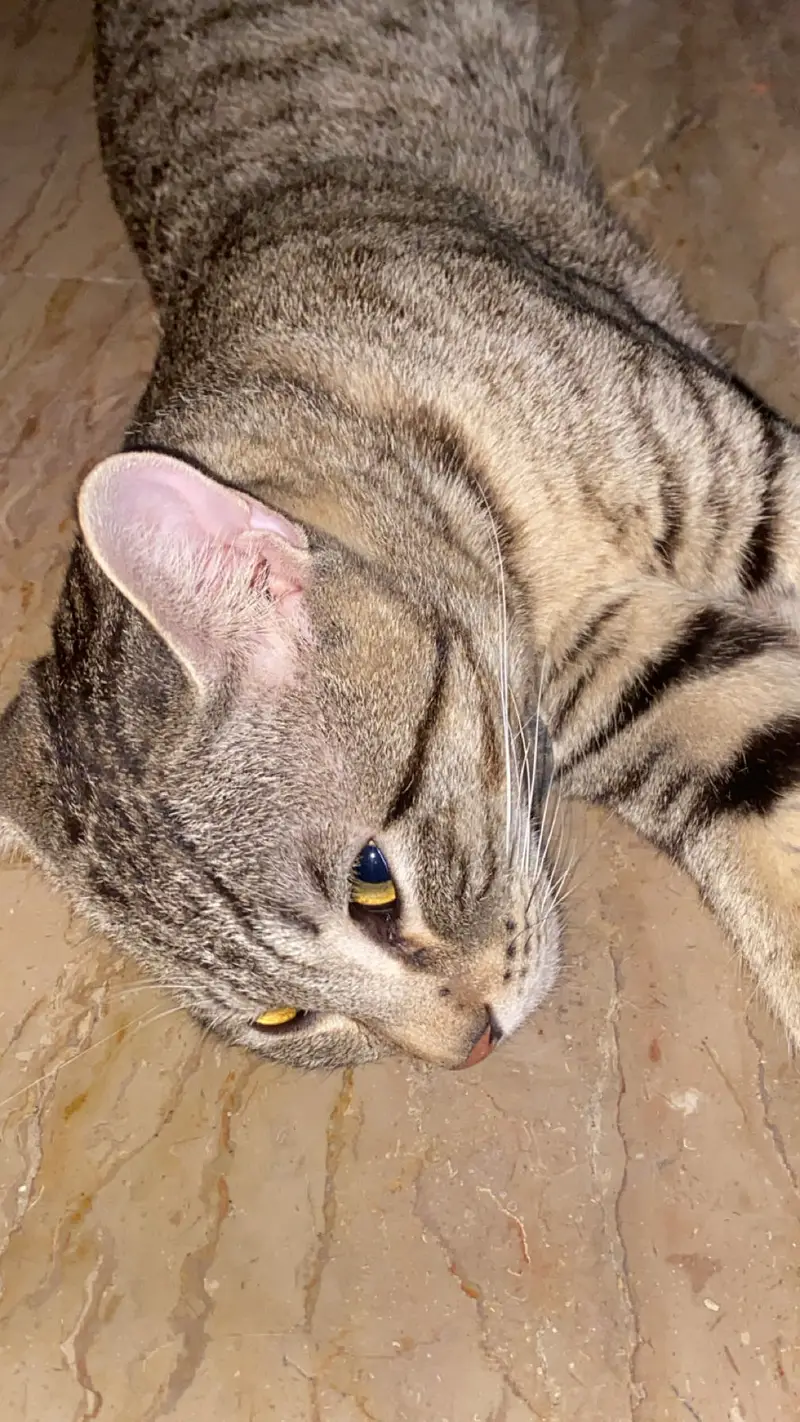 Mix breed domestic short hair male cat — photo 4