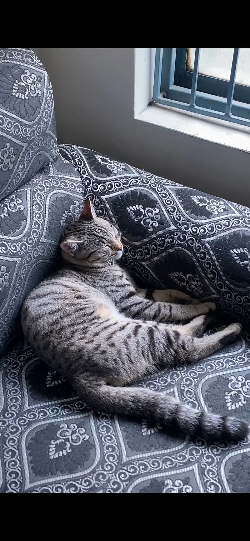 Mix breed domestic short hair male cat — photo 5