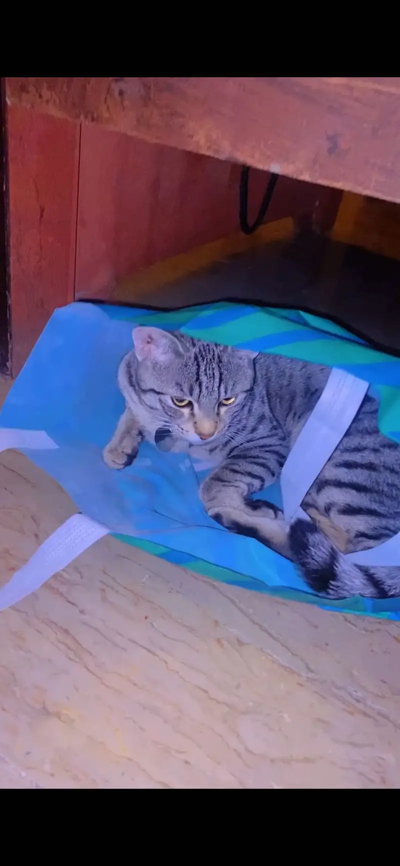 Mix breed domestic short hair male cat — photo 6