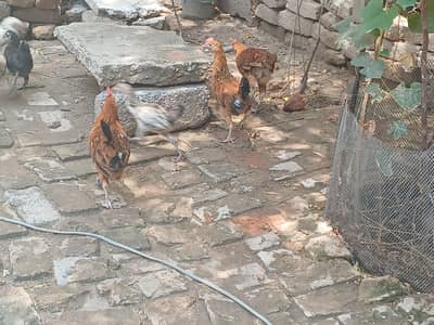 Golden misri home breed
