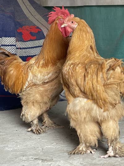 Golden Buff pure chickis havey breed pair male and female