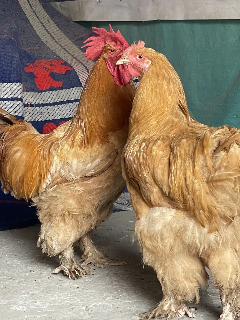 Golden Buff pure chickis havey breed pair male and female — photo 2
