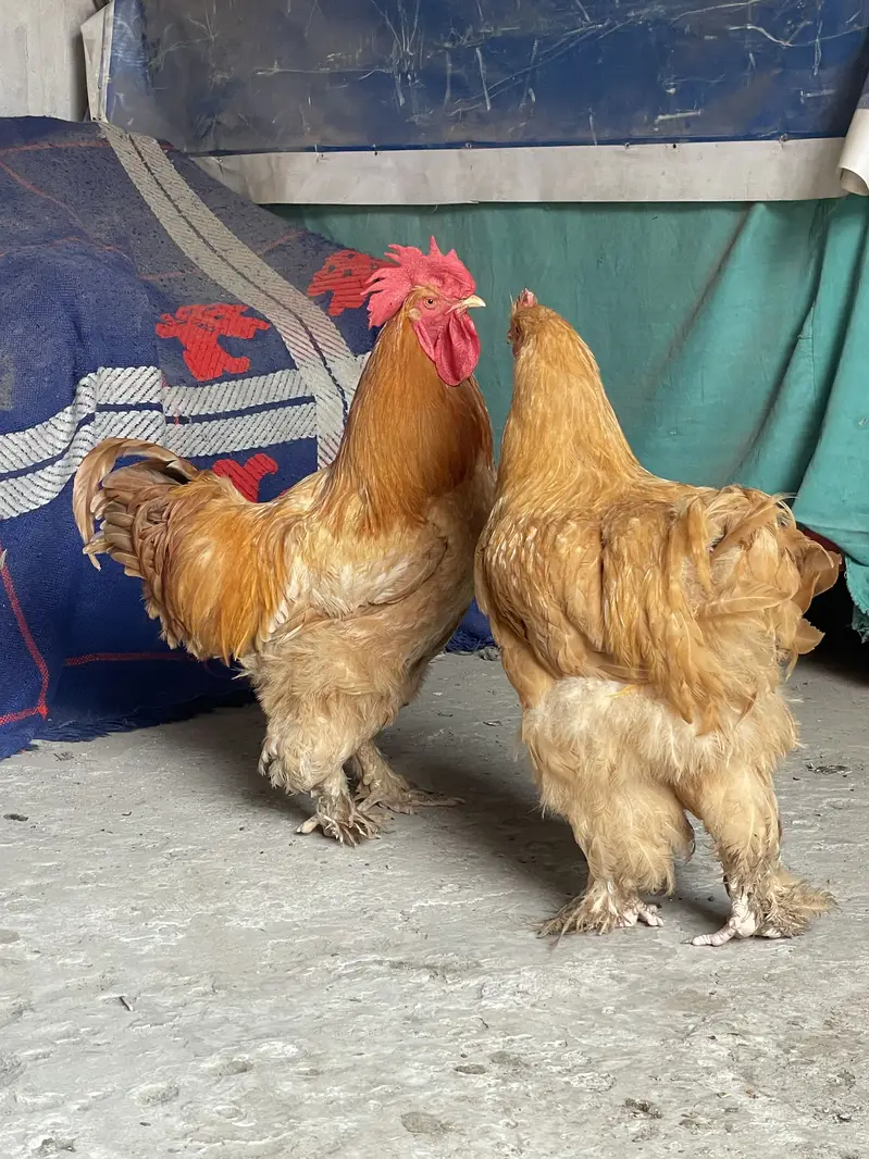 Golden Buff pure chickis havey breed pair male and female — photo 3