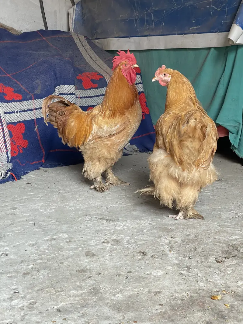 Golden Buff pure chickis havey breed pair male and female — photo 4