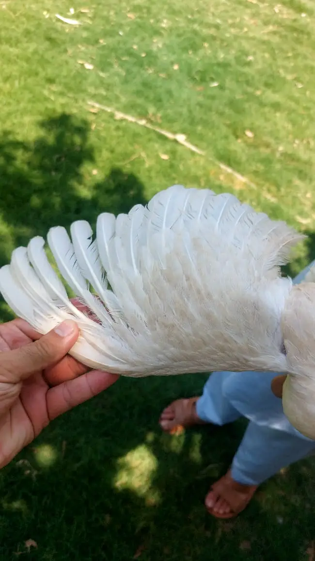 Original Shamo Long Height Aseel Pairs (03 No's) — photo 6