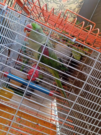 raw Kashmiri parrot  talking parrot