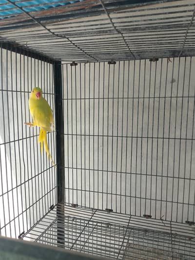 Yellow Ringneck Female parrot
