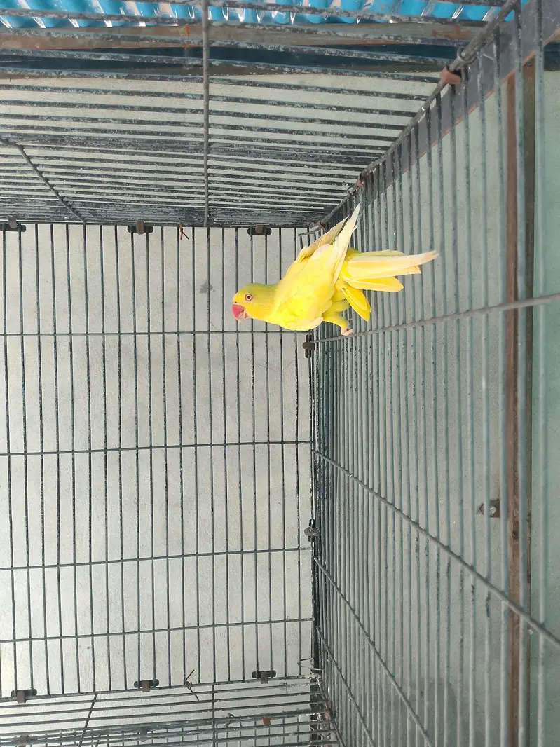 Yellow Ringneck Female parrot — photo 2