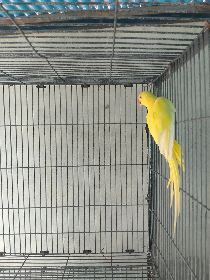 Yellow Ringneck Female parrot — photo 3