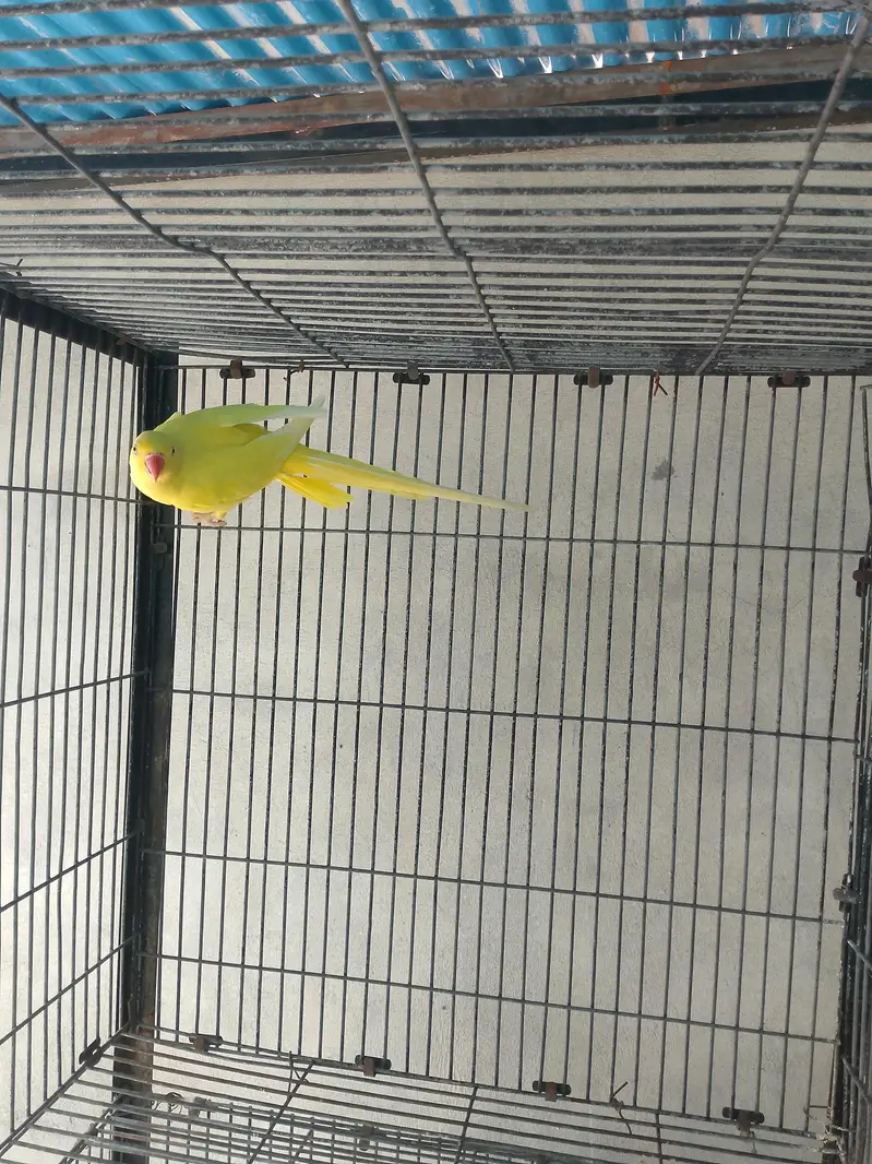 Yellow Ringneck Female parrot — photo 4
