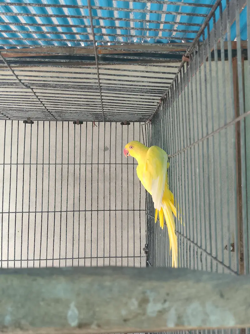 Yellow Ringneck Female parrot — photo 5