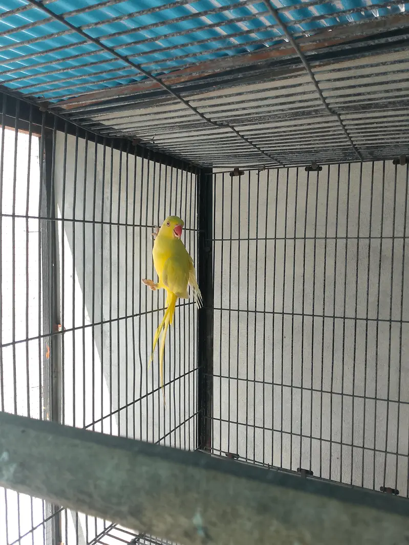 Yellow Ringneck Female parrot — photo 6
