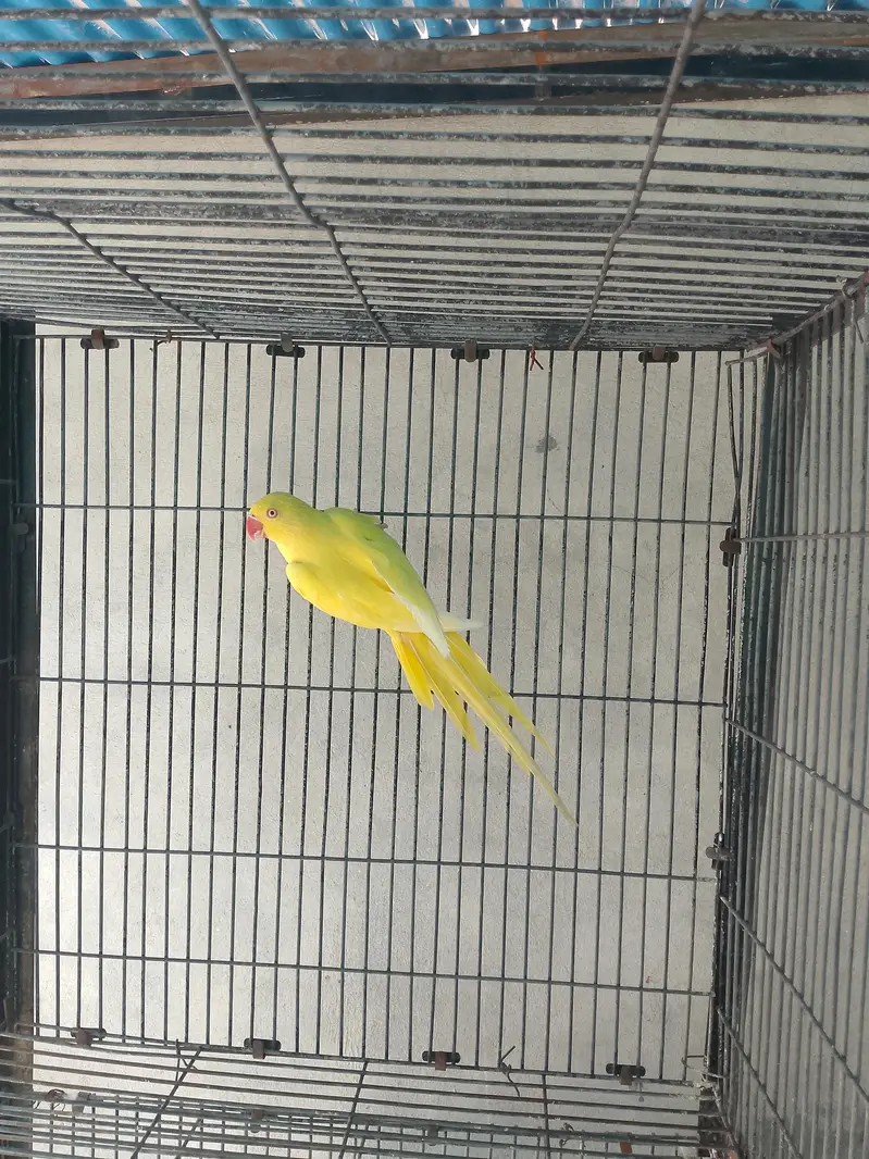 Yellow Ringneck Female parrot — photo 7