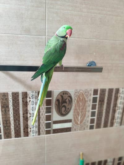 hand tame and talking raw parrot healthy contact number 03174373497