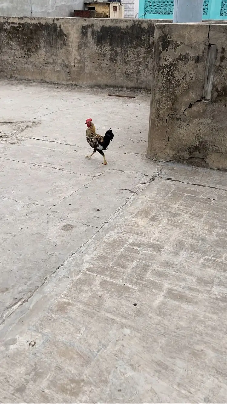 Egg laying pure Astrolop Pair — photo 4