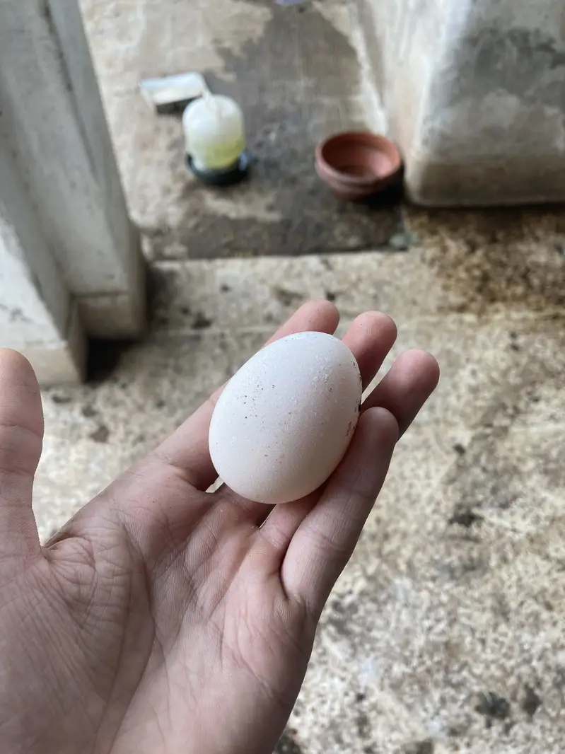 Egg laying pure Astrolop Pair — photo 3