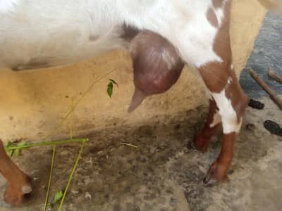 bakri for sell