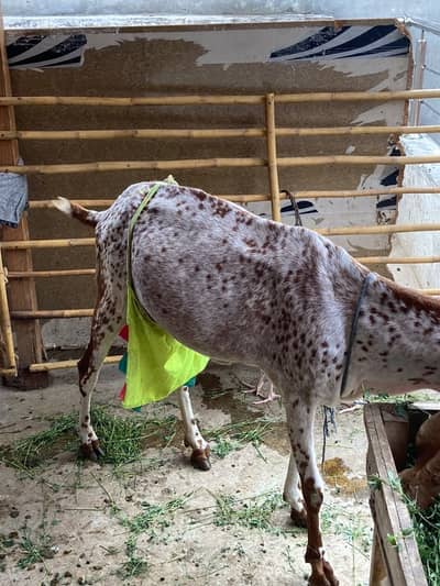 Bakri or 2 Buchy