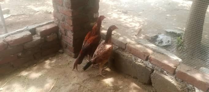 aseel jora Desi murg for sell total 3