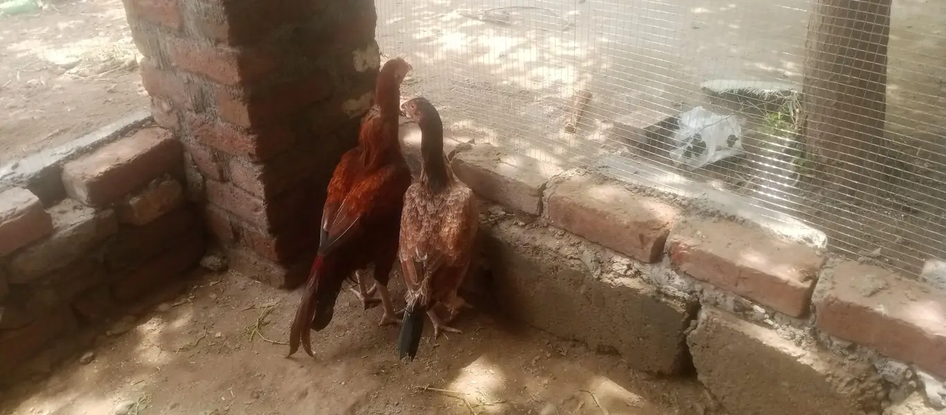 aseel jora Desi murg for sell total 3 — photo 2