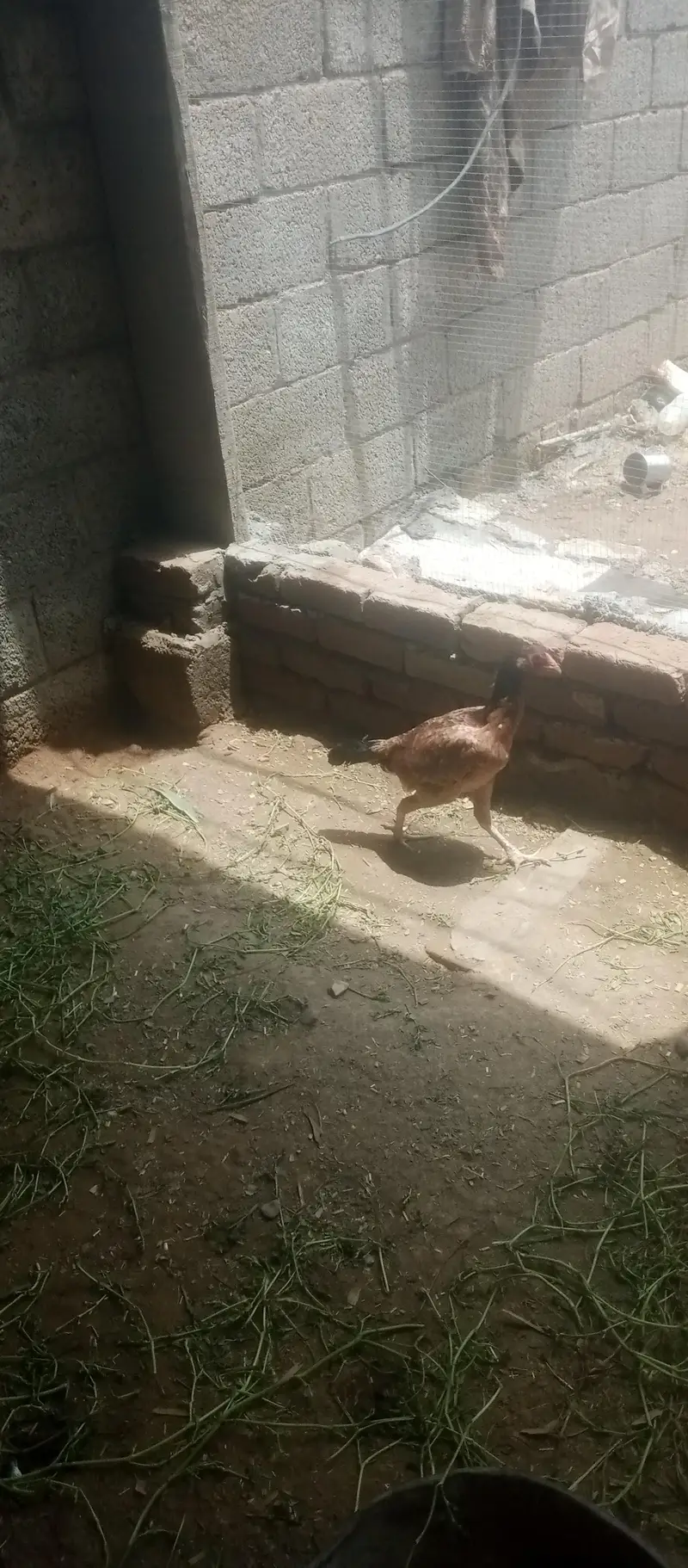 aseel jora Desi murg for sell total 3 — photo 3