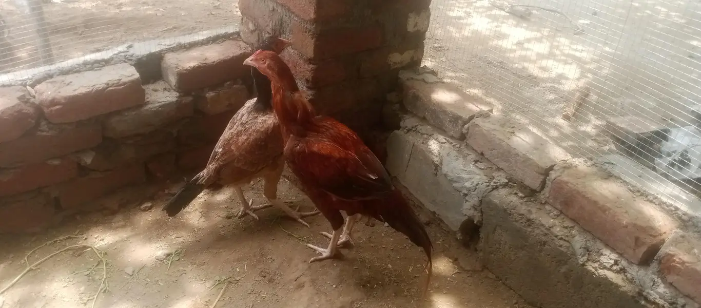 aseel jora Desi murg for sell total 3 — photo 4