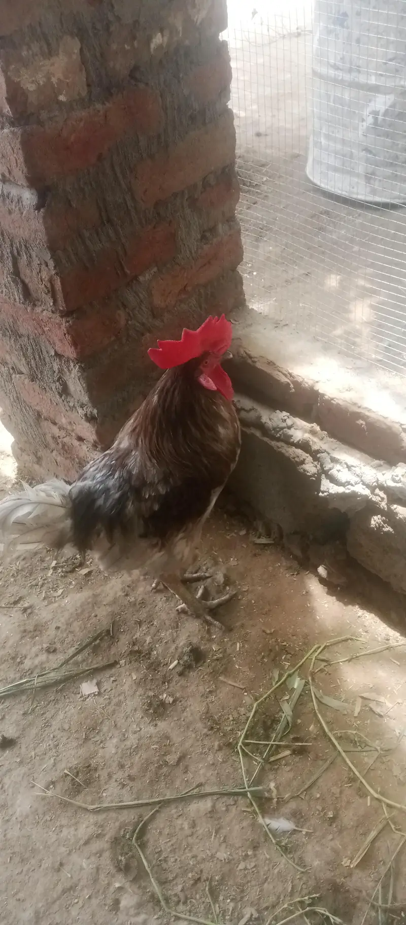 aseel jora Desi murg for sell total 3 — photo 5