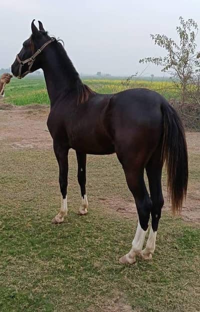 Horse For Sale